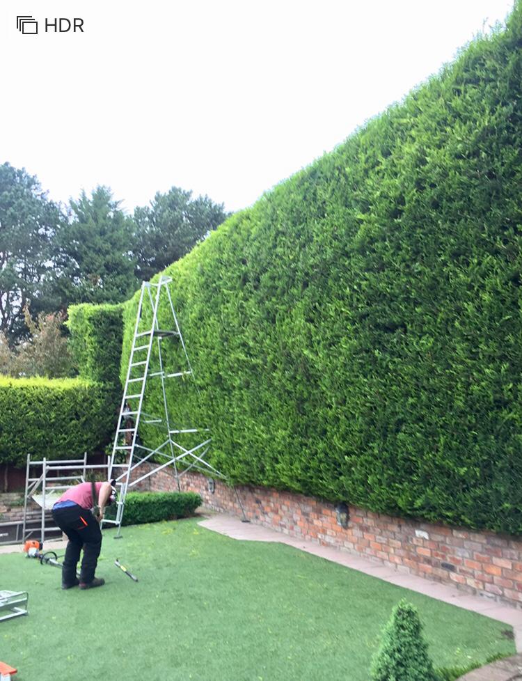 Picture of hedge management