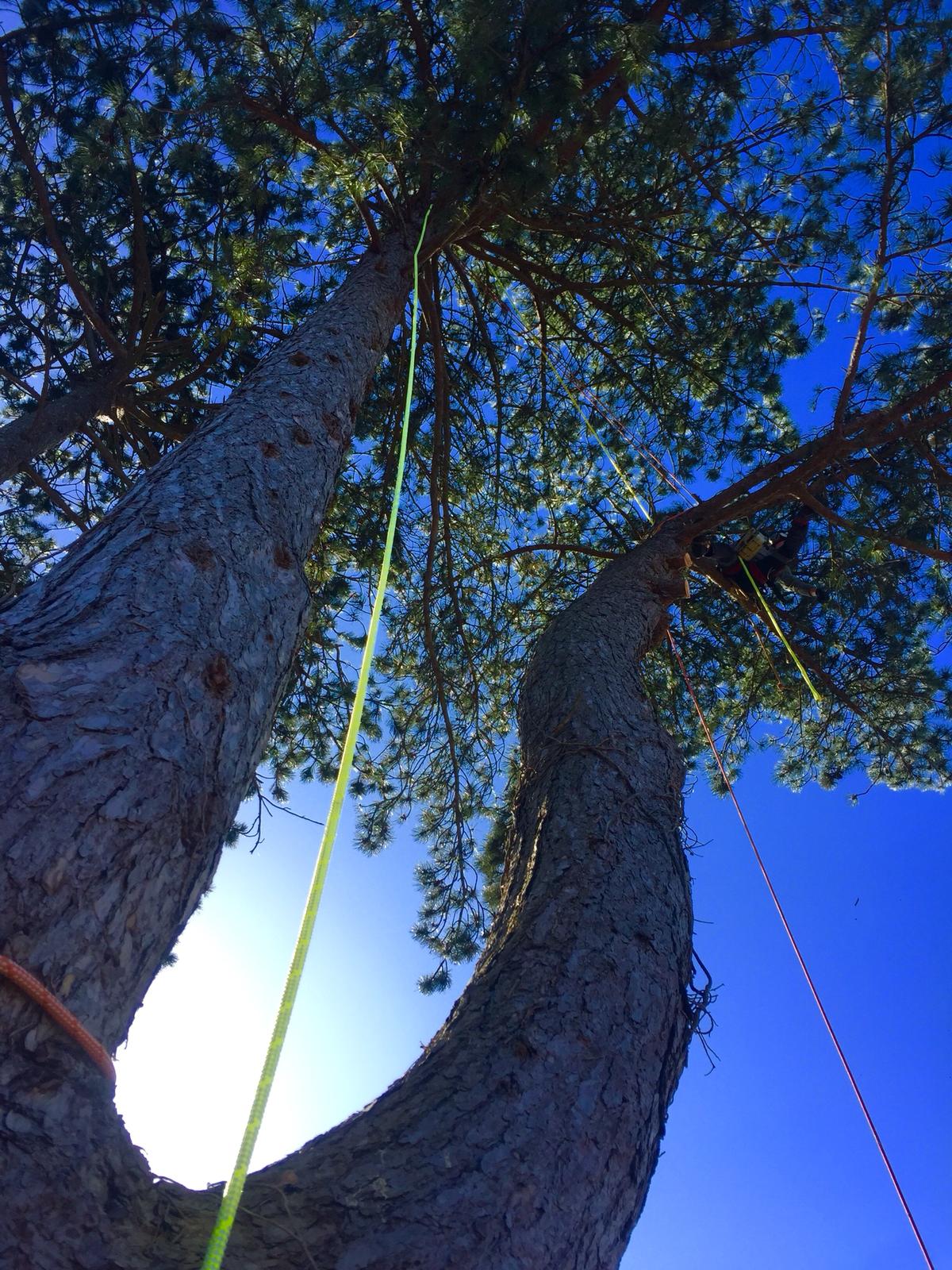 Picture of a tree