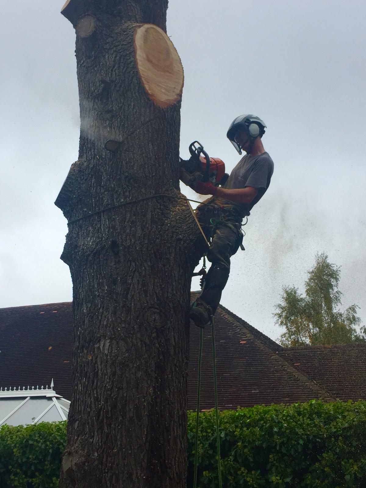 Picture of tree felling